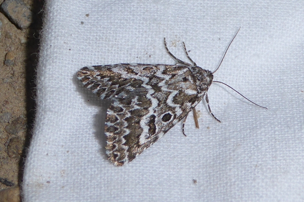 Alvaradoia numerica, Noctuidae